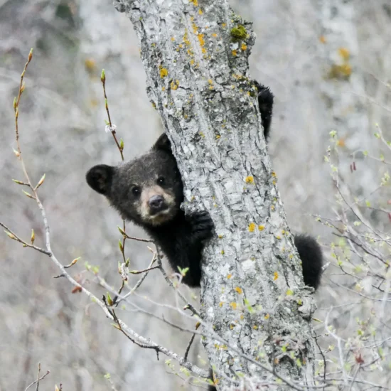 Bear overdose