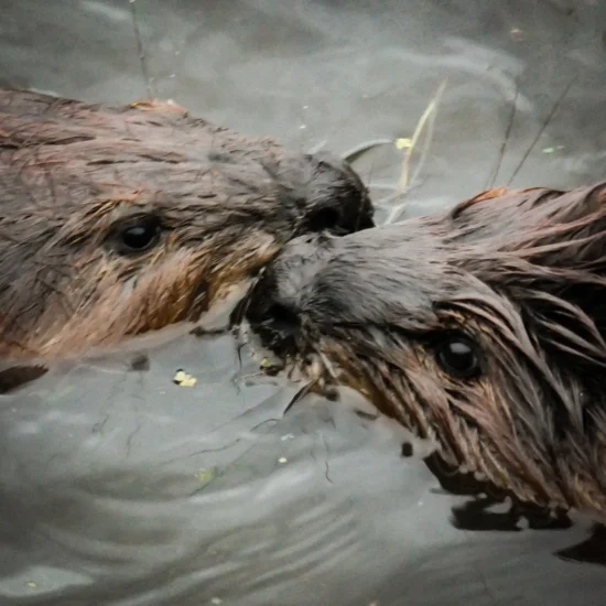Beaver encounter